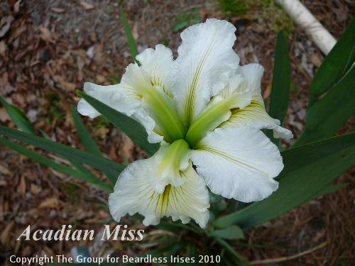 Acadian Miss (1)